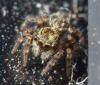 Pseudeuophrys sp.